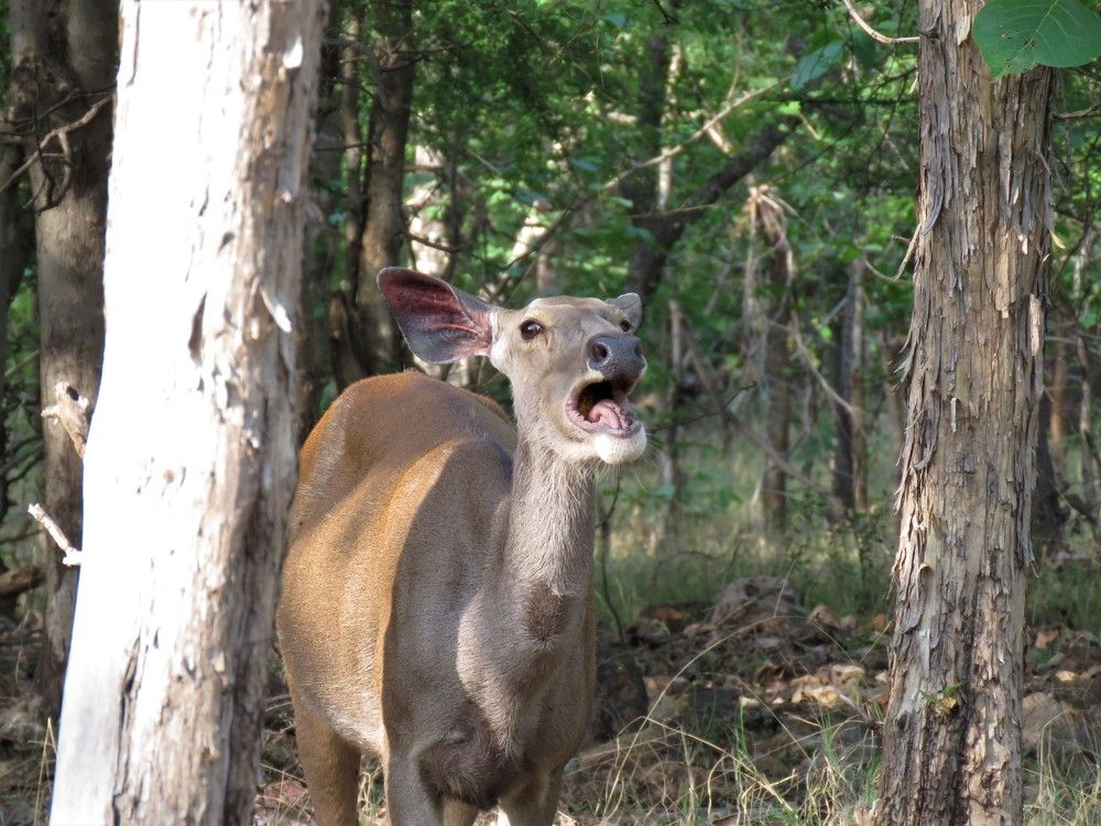 Female sambar deer with open mouth