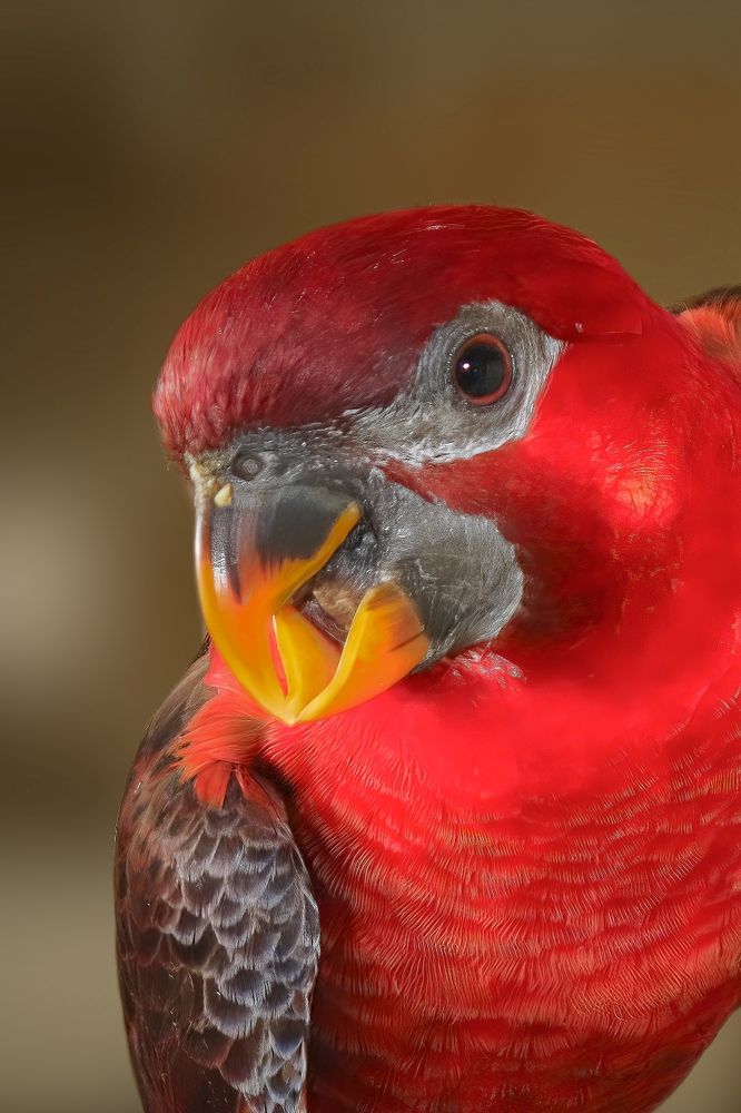 Фотография автора Menah Burmawi