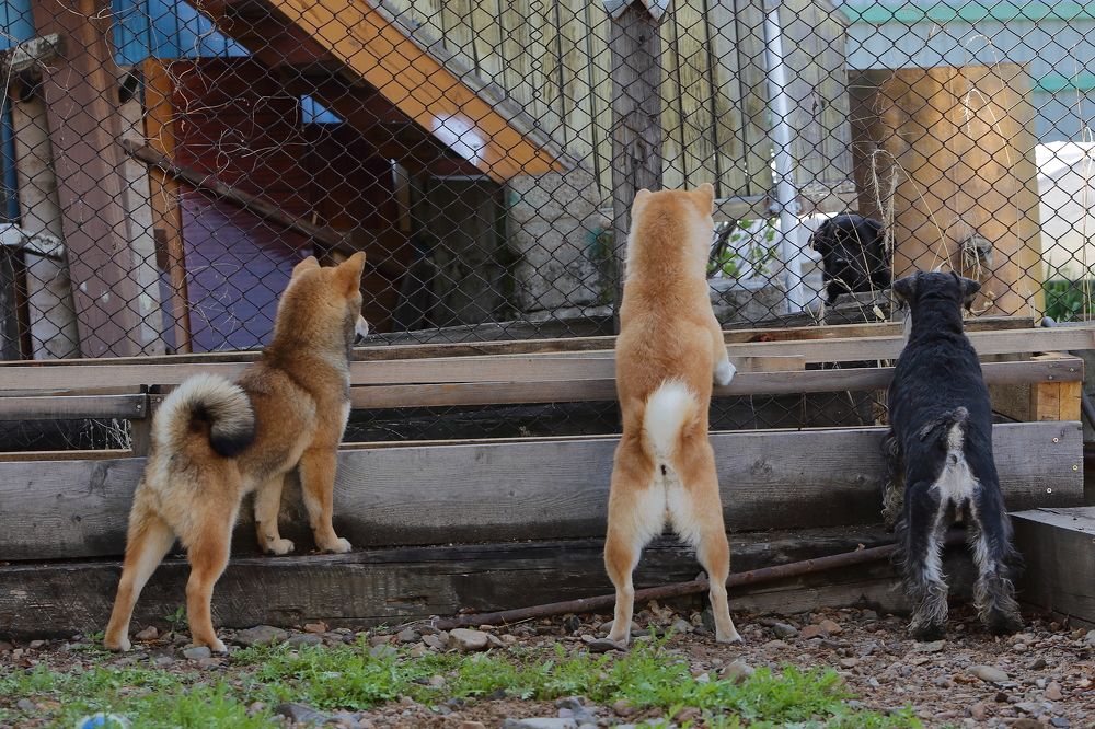 Ты хто? А можно я  дружить с вами буду?