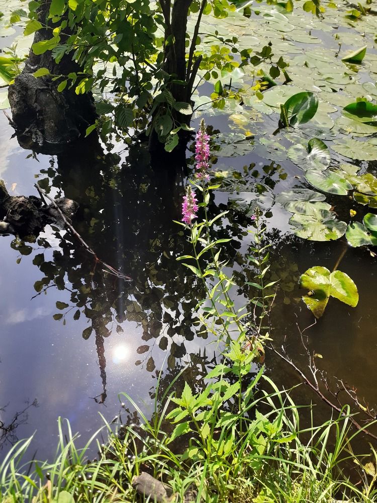 Photograph by Ламейко Светлана