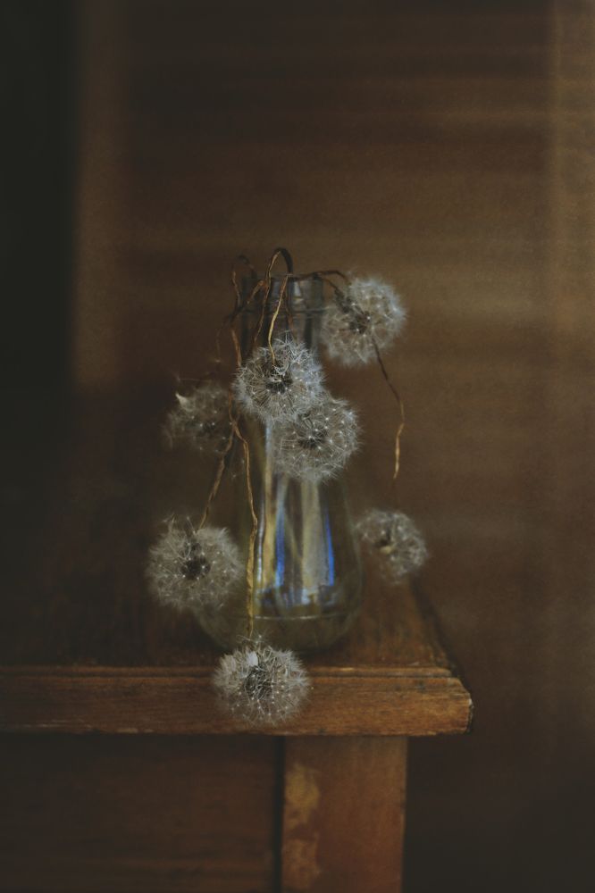 Одуванчики...