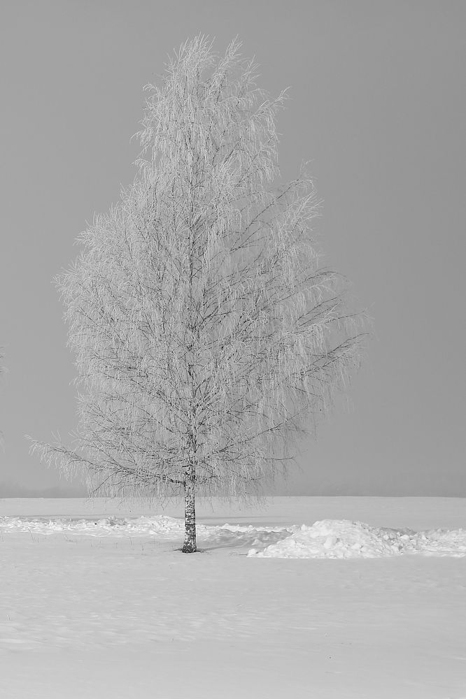 Фотография автора Наталья Васько -Черданцева