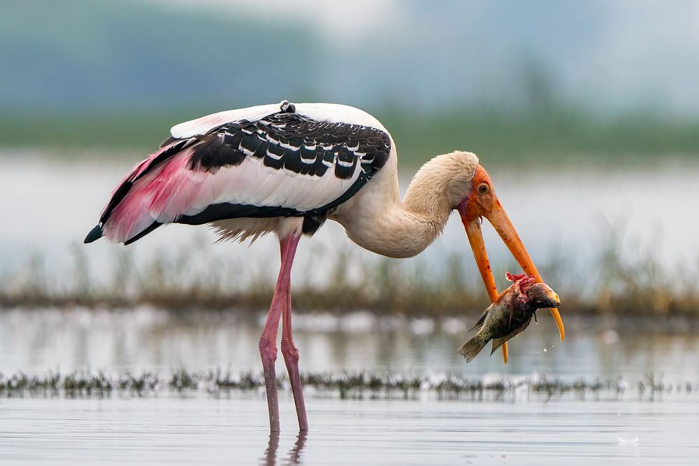 BRUTAL STORK