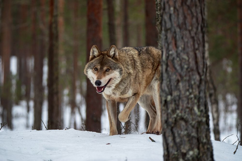 Photograph by Рашид Усманов