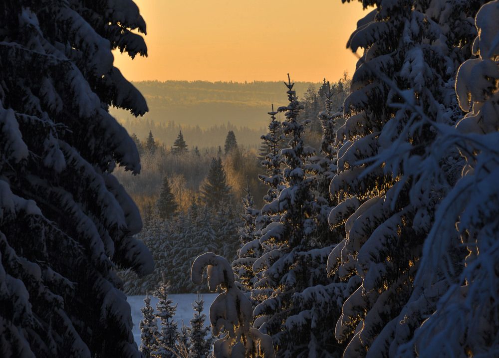 Рождественский лес