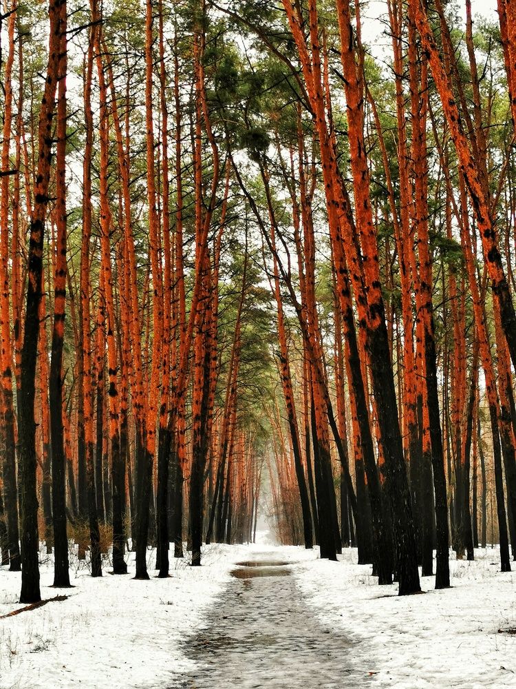 Фотография автора Ринат Абдуллин