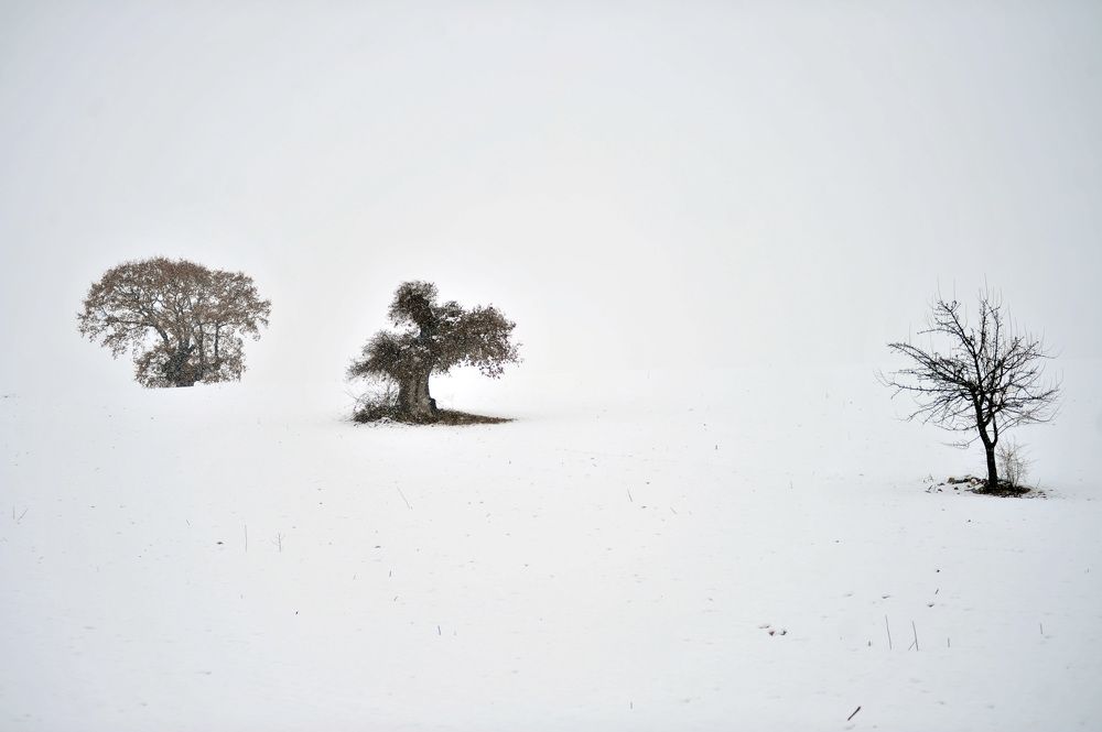 Kar altındaki ağaçlar