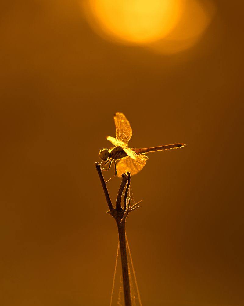 Photograph by Hemraj Chavhan A