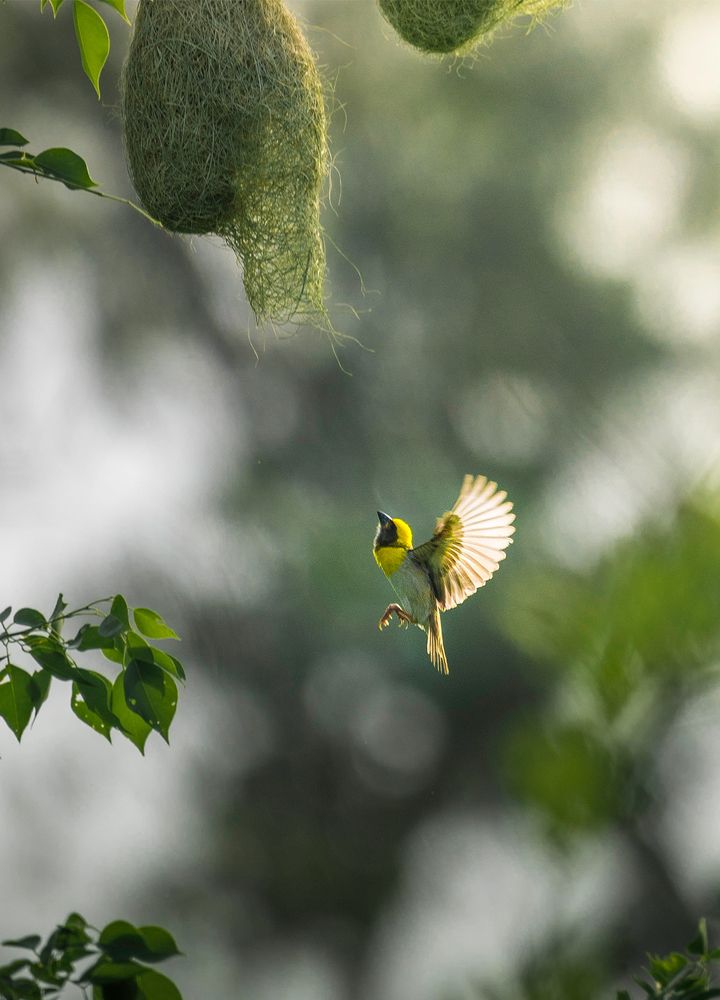 Photograph by Ankit Bhatta