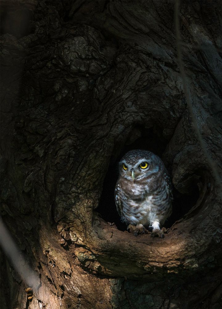 Photograph by Ankit Bhatta