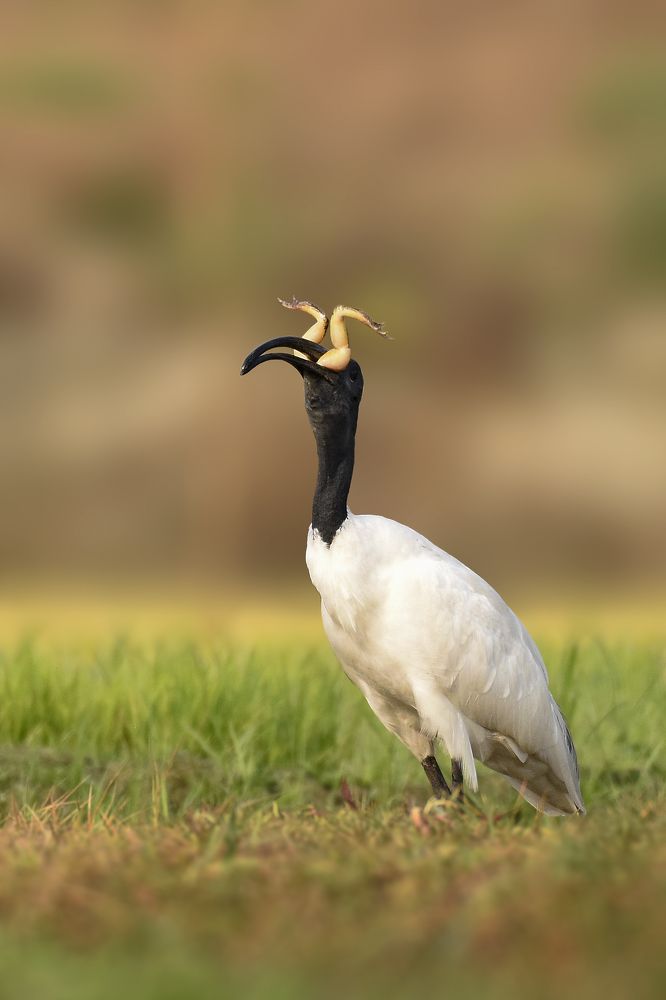 IBIS WITH HORNS