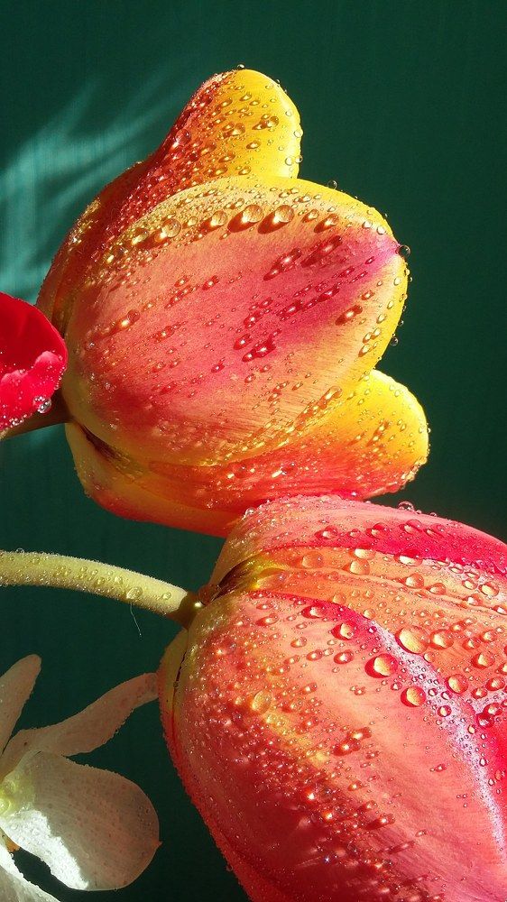 Photograph by Оксана Ставицкая