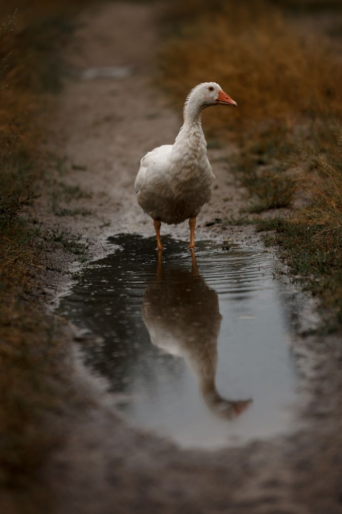 Photograph by Мария Бочкова