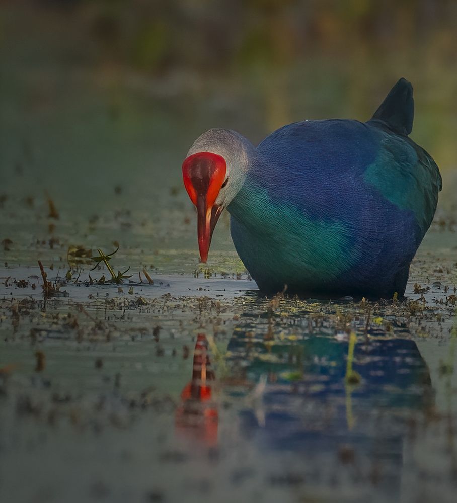 Photograph by SOUMYA CHAKRABORTY