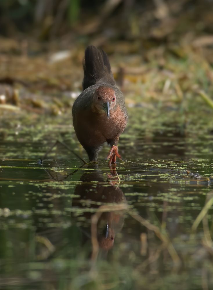 Photograph by SOUMYA CHAKRABORTY