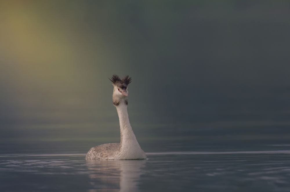 Photograph by SOUMYA CHAKRABORTY