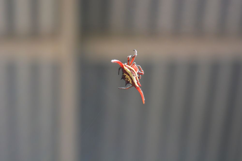 Photograph by P.J. Botha