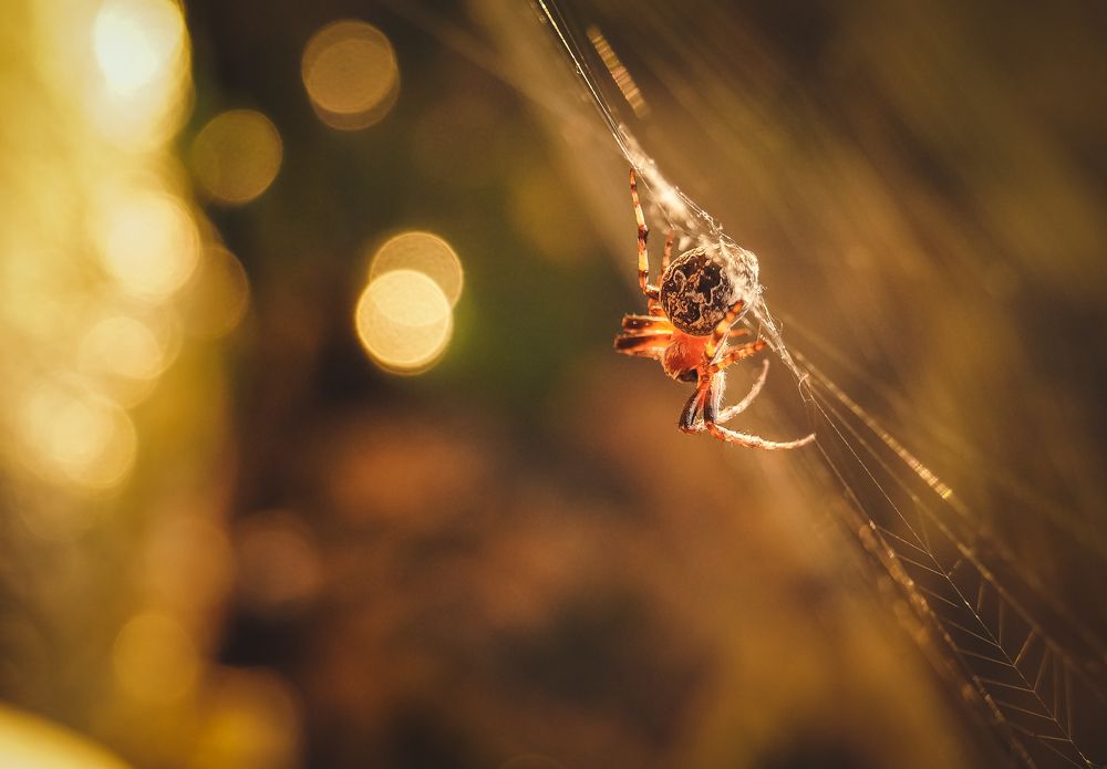 Photograph by Виктор Сёмушкин