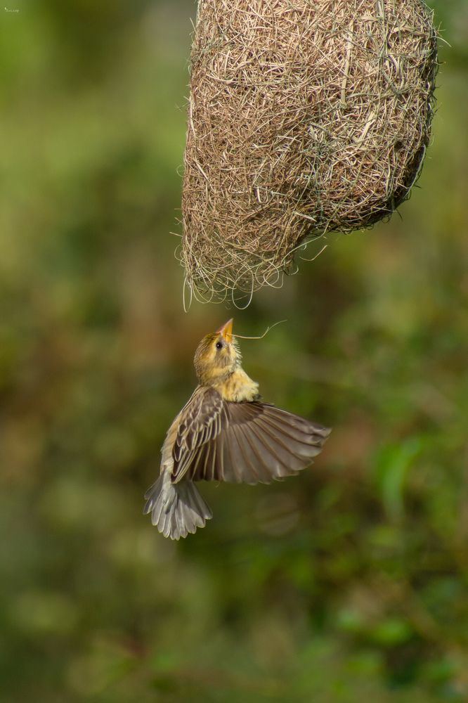 Photograph by vivek santha
