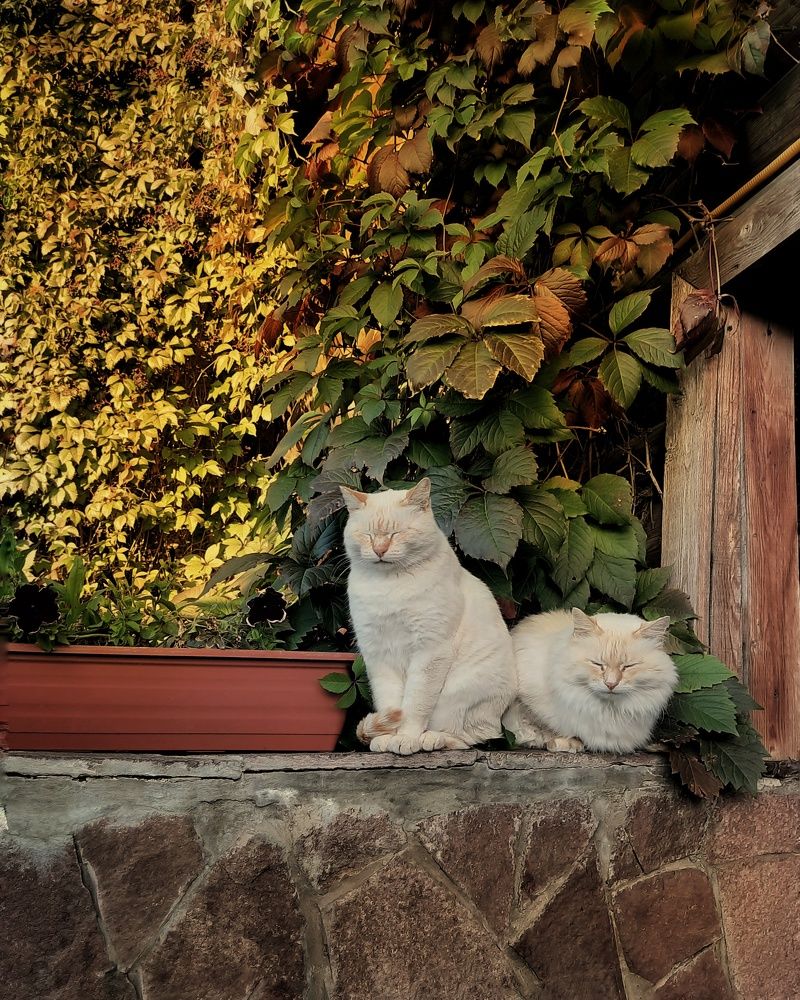 Фотография автора Olga Kunakova