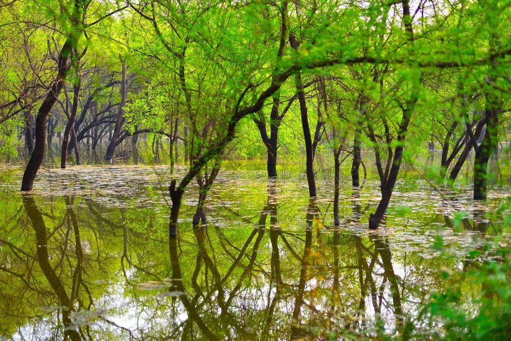 Green reflection....