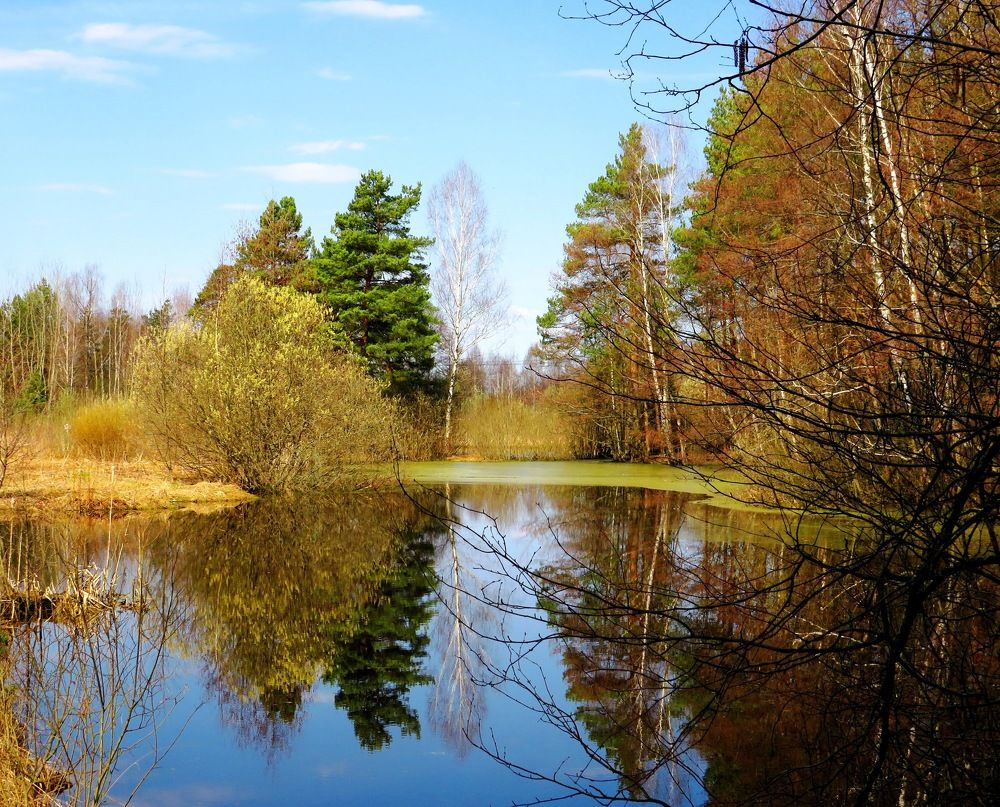 Отражение в лесном пруду