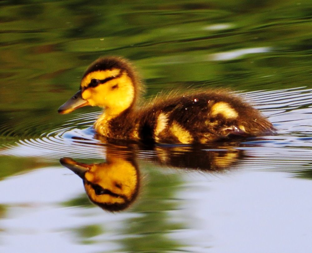 Утёнок с отражением