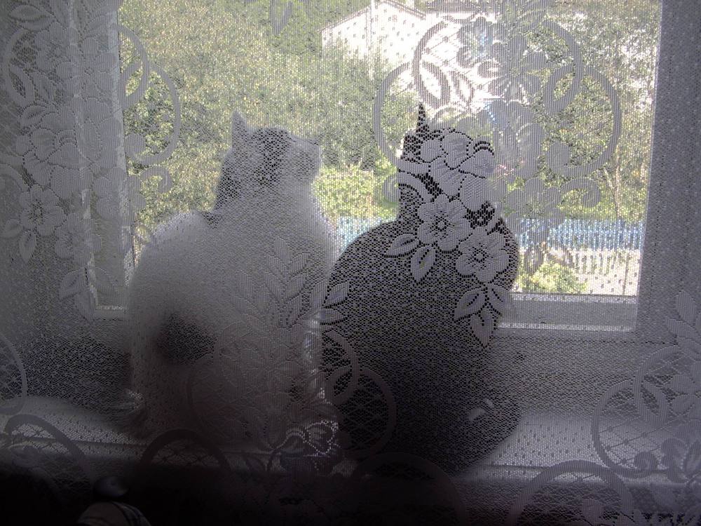 Фотография автора Ирина Лукьянчик