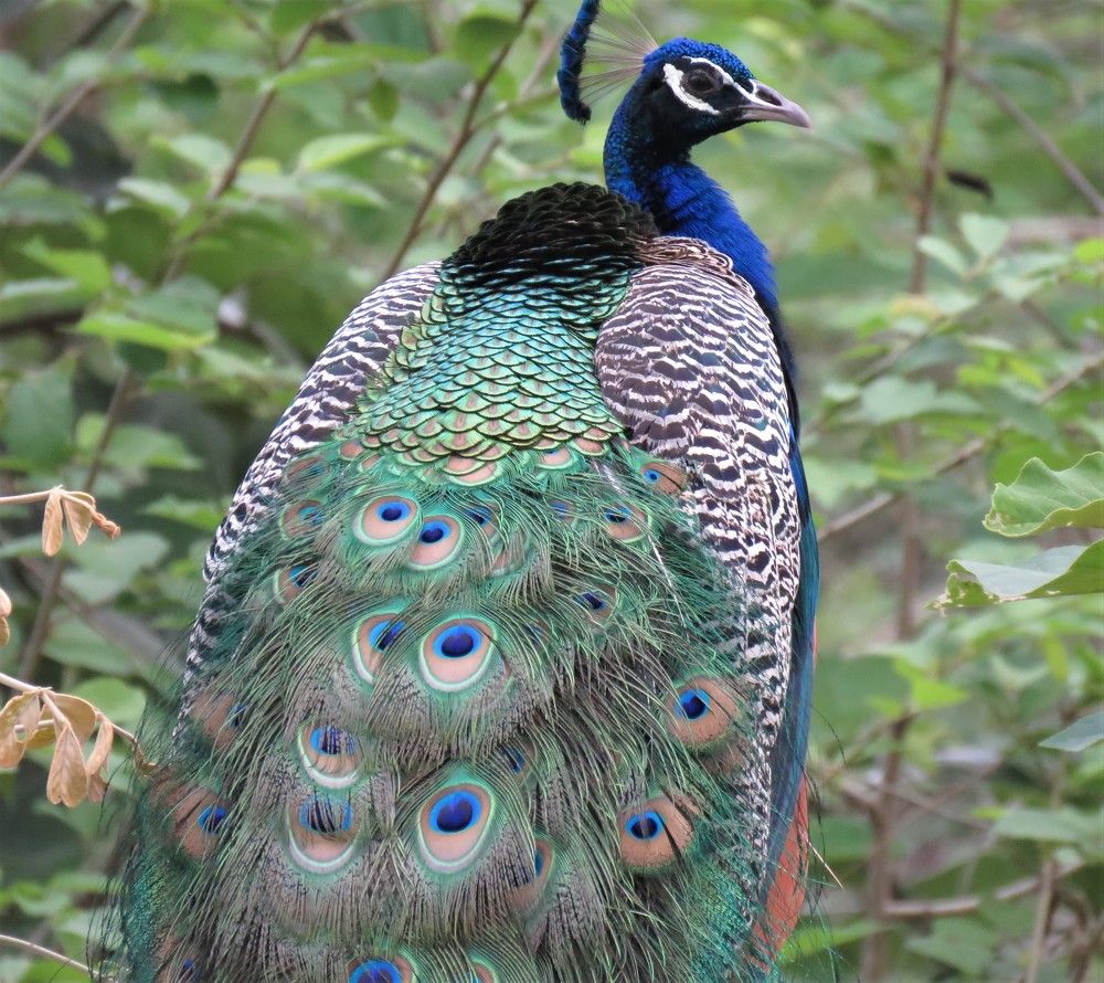 Peacock perched on a tree