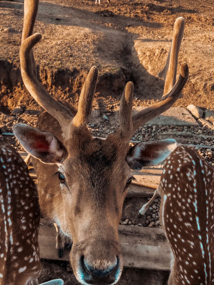 Photograph by Юлия Петракова