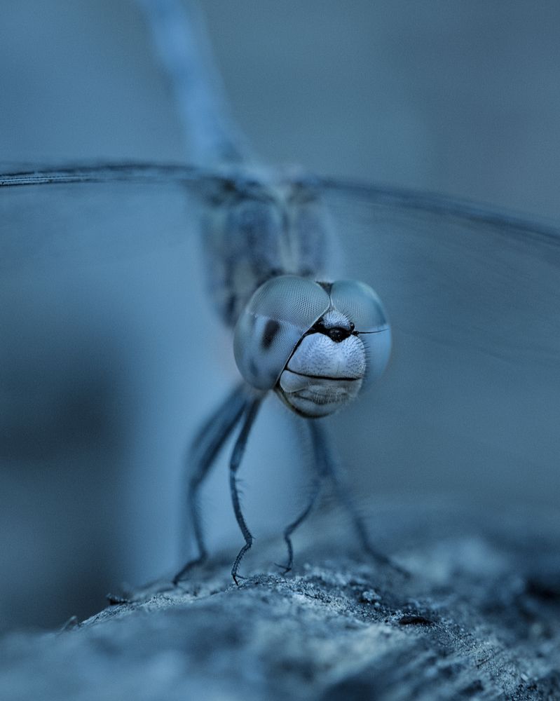 Photograph by Hemraj Chavhan A