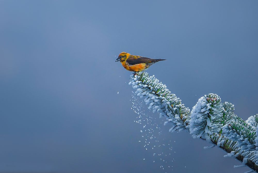 Photograph by Bibhas Deb