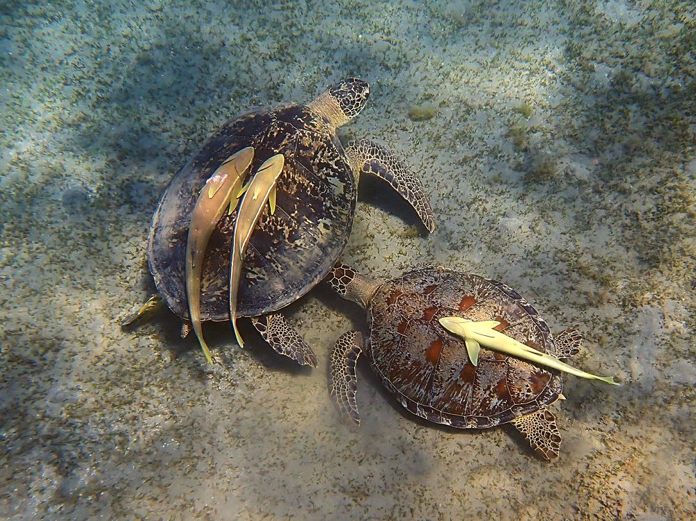 Photograph by Александр Баран