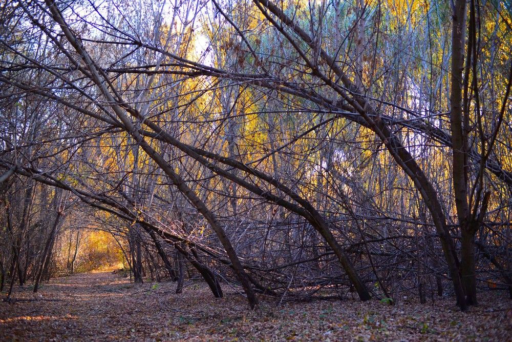 Photograph by cornel ous