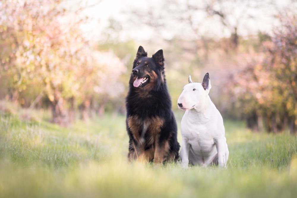 Yin and yang or Jekyll and Hyde?