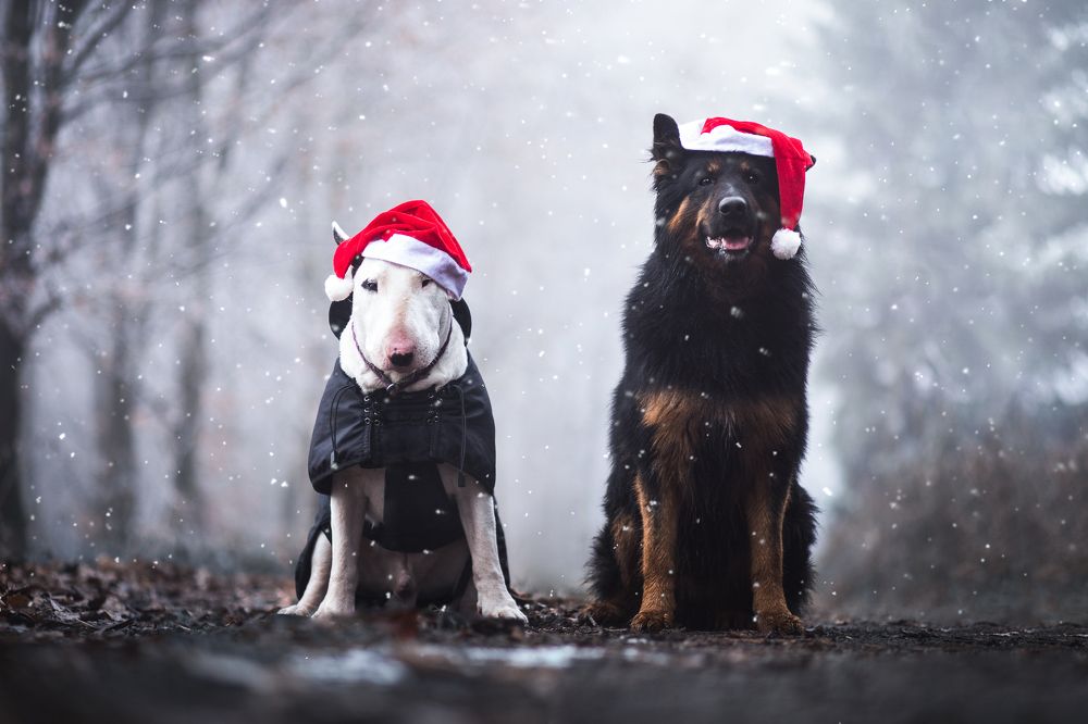 Merry Christmas friendship