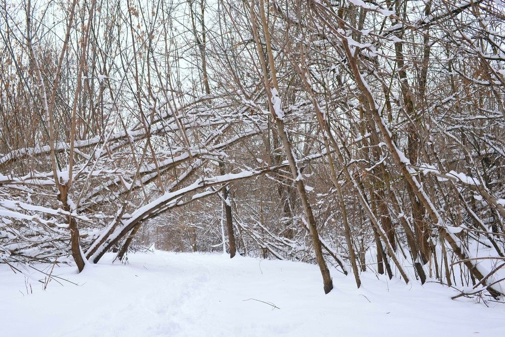 Photograph by cornel ous