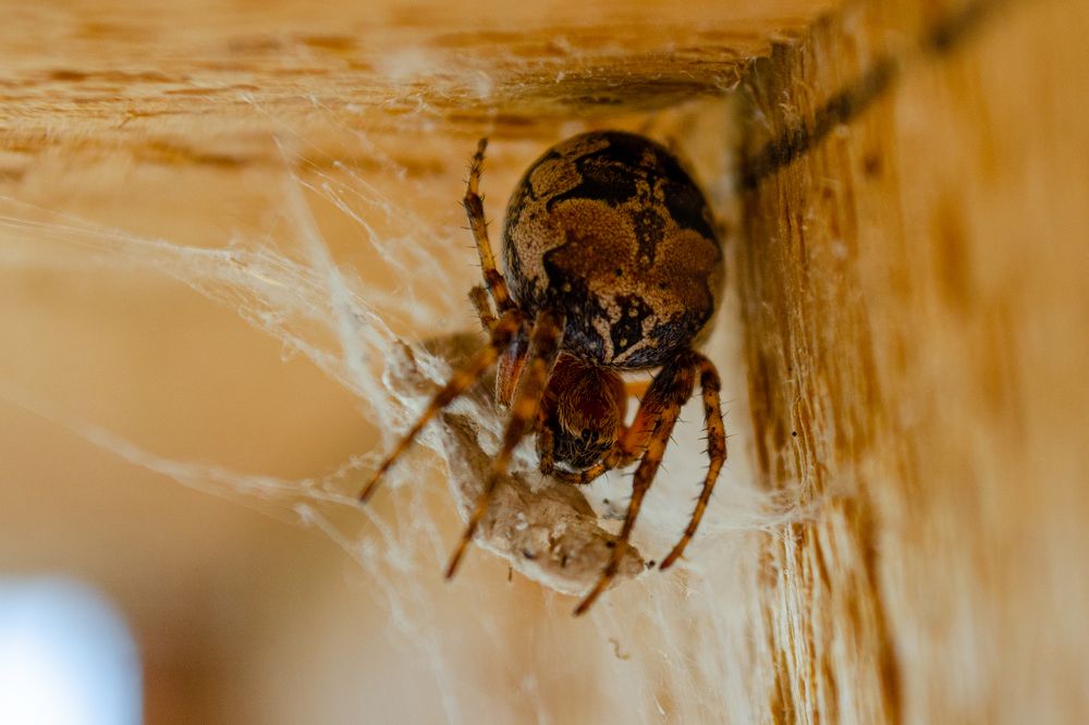 Photograph by Денис Кичев