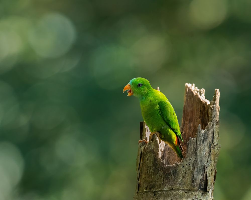 Фотография автора Anandhu M