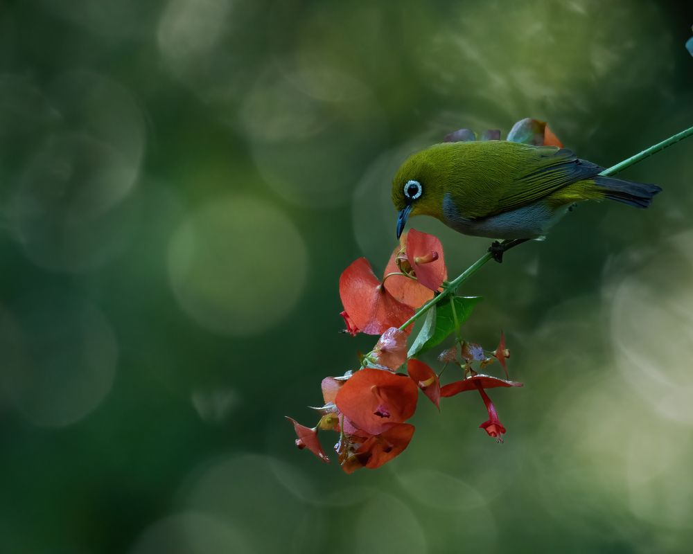 Фотография автора Anandhu M