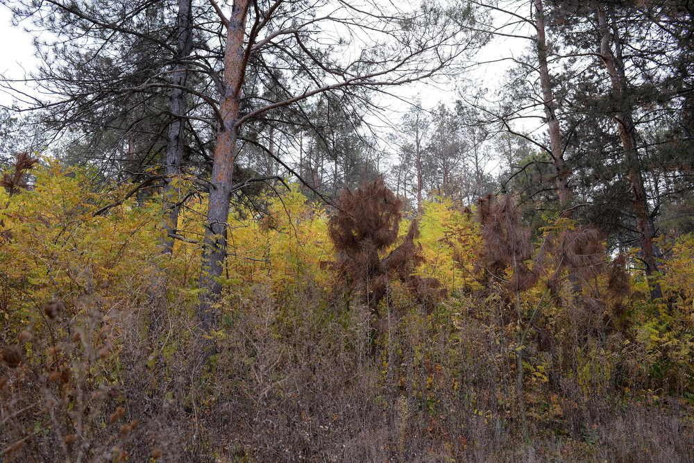 Photograph by cornel ous