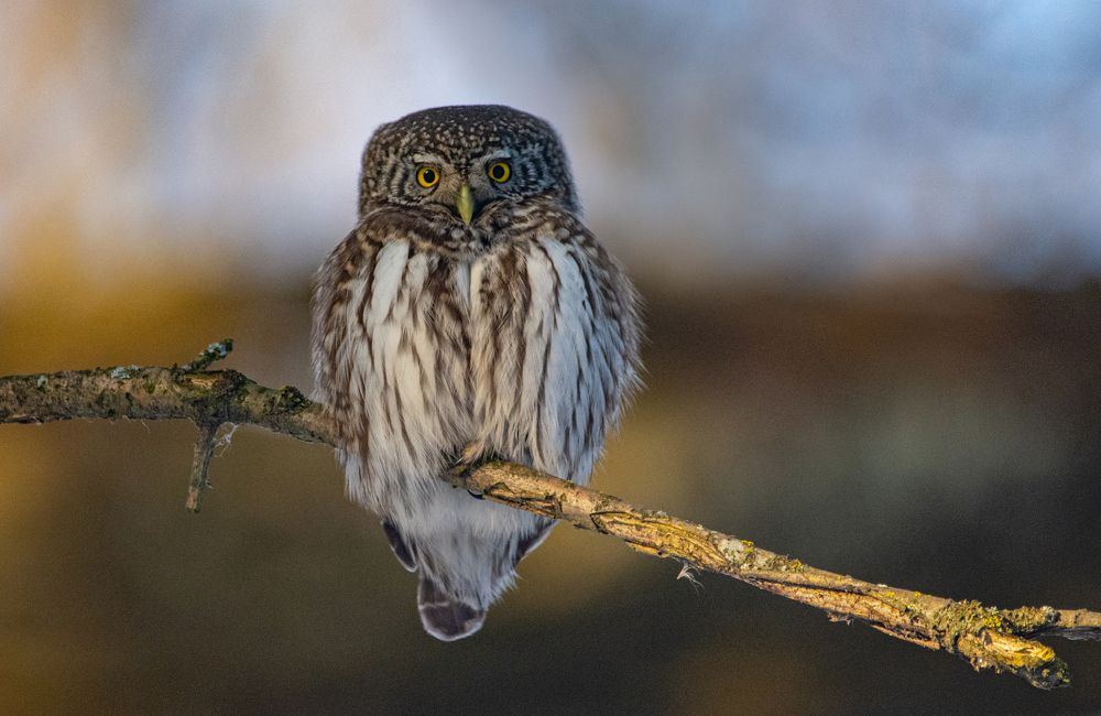 Фотография автора Татьяна Ливеровская