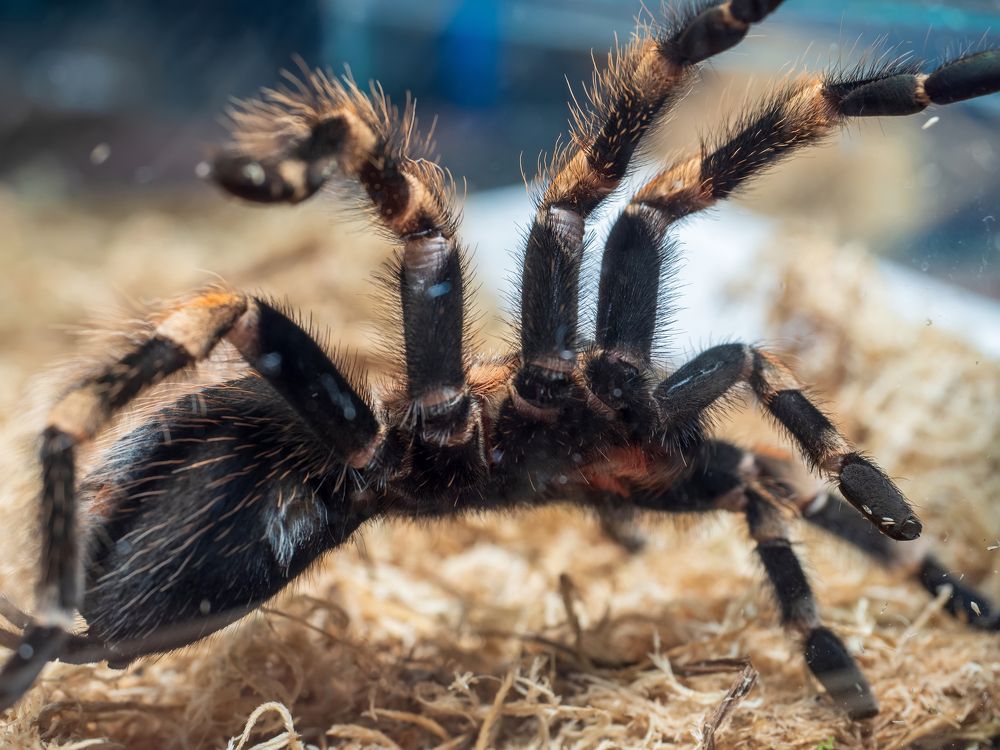 Паук-птицеед Brachypelma hamorii