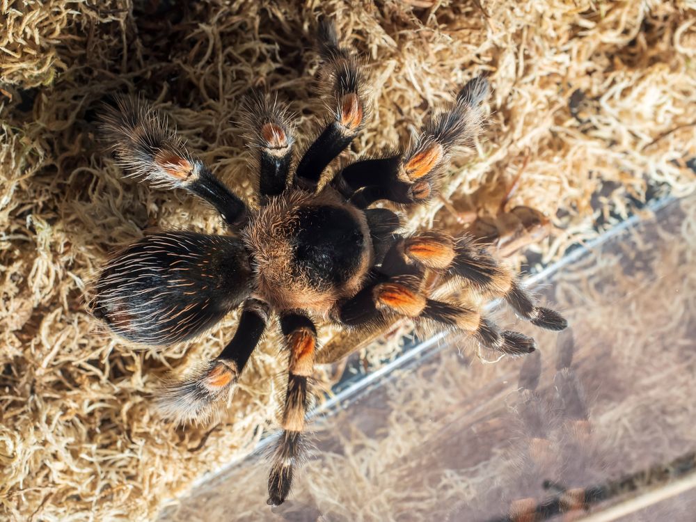 Паук-птицеед Brachypelma hamorii