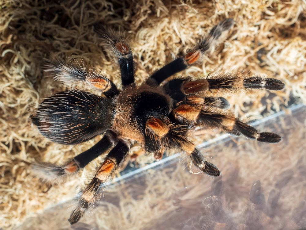 Паук-птицеед Brachypelma hamorii