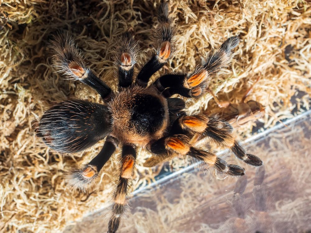 Паук-птицеед Brachypelma hamorii