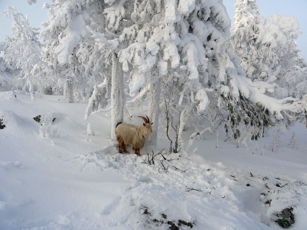 Photo #7053325