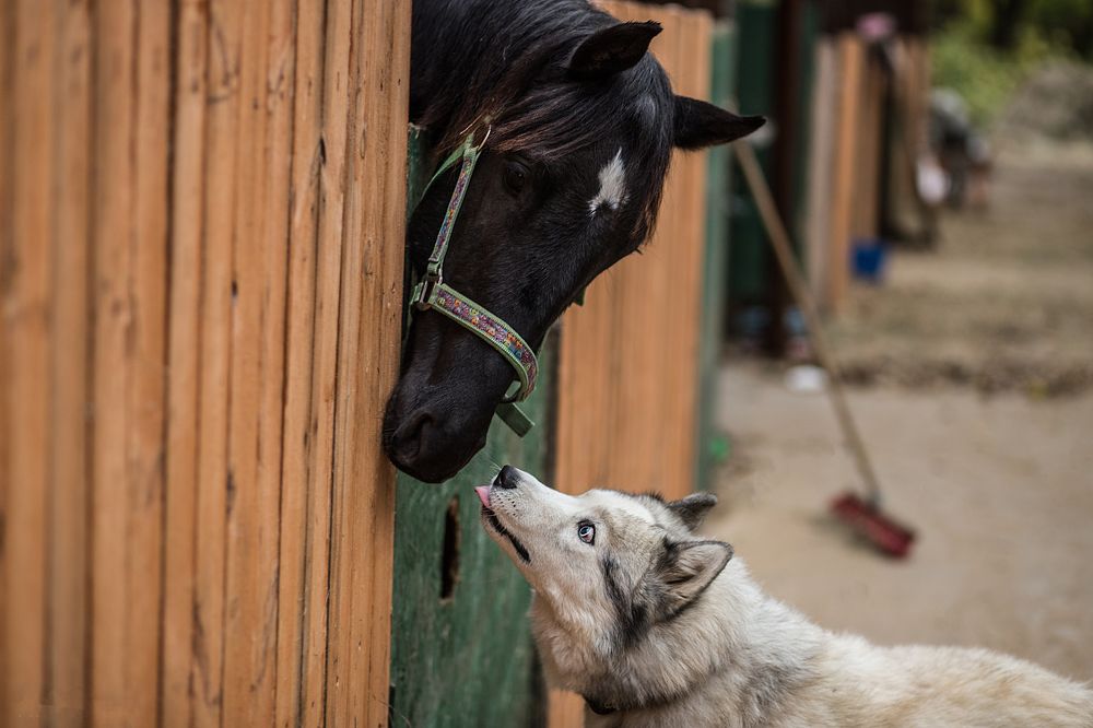 Дружба на конюшне