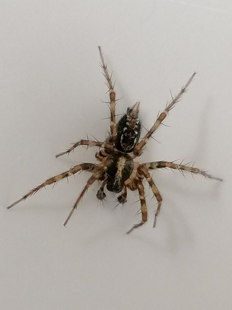 Black and brown spider