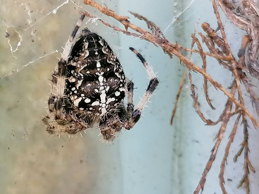 Spider with dots